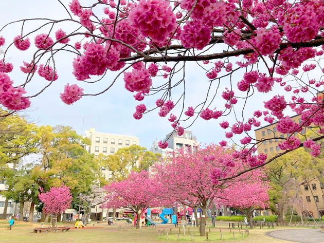 横浜公園 満開の横浜緋桜