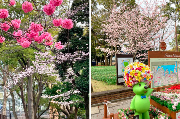 横浜公園 満開の桜