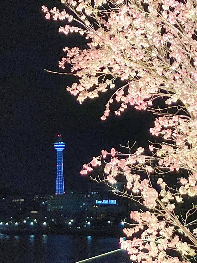 大さん橋 桜のフォトスポット