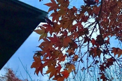 鎌倉宮の紅葉