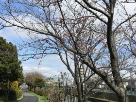 藤沢市 引地川沿い 長久保公園の桜はまだ3分咲き