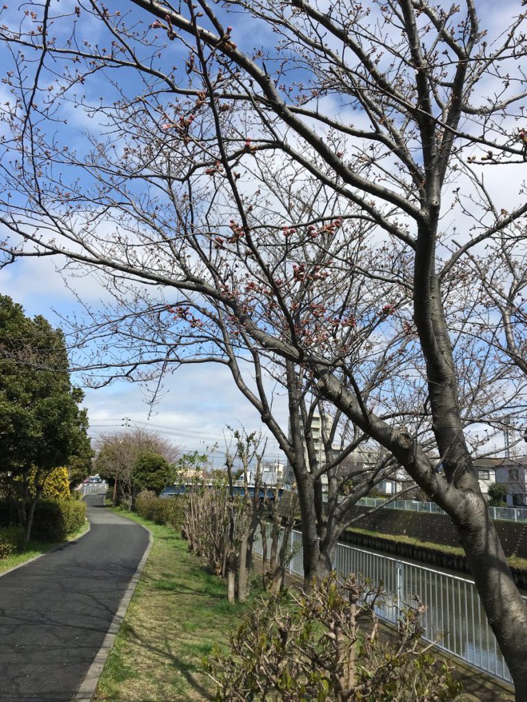藤沢市 引地川沿い 長久保公園の桜はまだ3分咲き