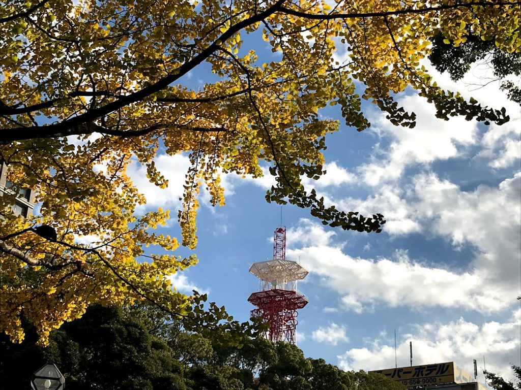 横浜公園 青空に黄色い銀杏が映える。
