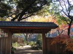 横浜公園 彼我庭園の美しい紅葉