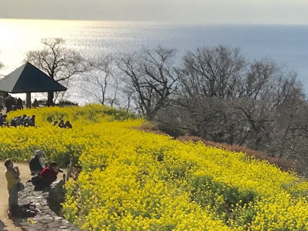 吾妻山公園の斜面いっぱいに広がる6万株の「早咲きの菜の花」