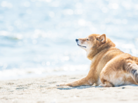 海岸に佇む犬