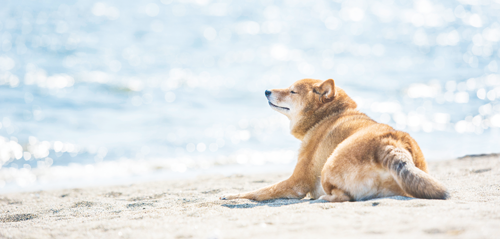 海岸に佇む犬