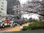 大井水神公園の桜並木