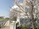 茅ヶ崎 萩園 茅ヶ崎市屋内温水プール脇の一本桜