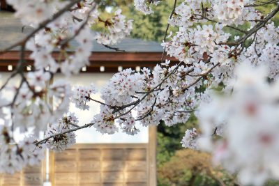 大岡越前の菩提寺　大きな桜の木が有名な茅ヶ崎 浄見寺