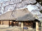 茅ヶ崎 堤 旧和田家住宅の桜