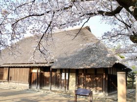 茅ヶ崎 堤 旧和田家住宅の桜