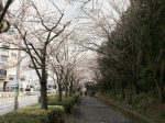 茅ヶ崎中央公園 公園外の歩道の桜並木