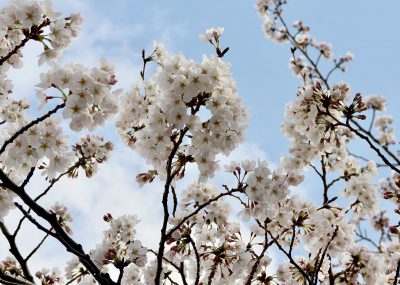 茅ヶ崎中央公園 公園外の歩道の桜並木