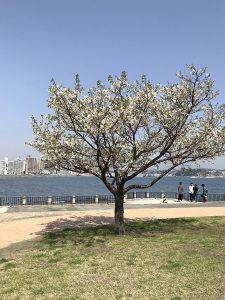 江の島湘南港北緑地公園の桜