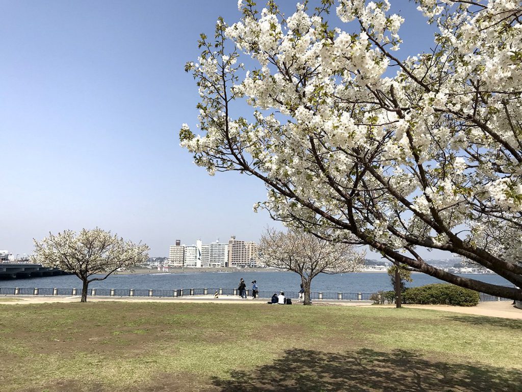 江の島湘南港北緑地公園の桜