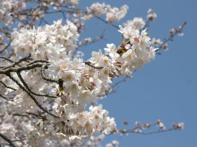 藤沢 奥田公園裏の桜