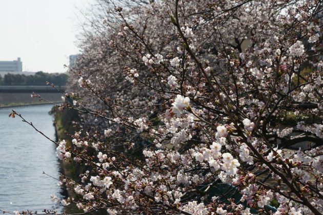 藤沢駅から続く境川沿いの桜並木