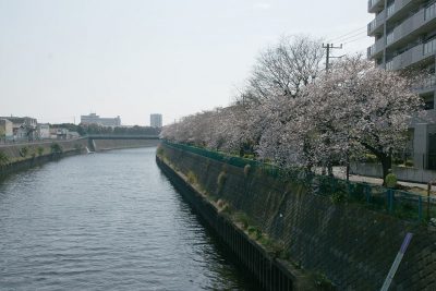 藤沢駅から続く境川沿いの桜並木