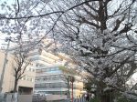 新しくなった藤沢市役所と桜