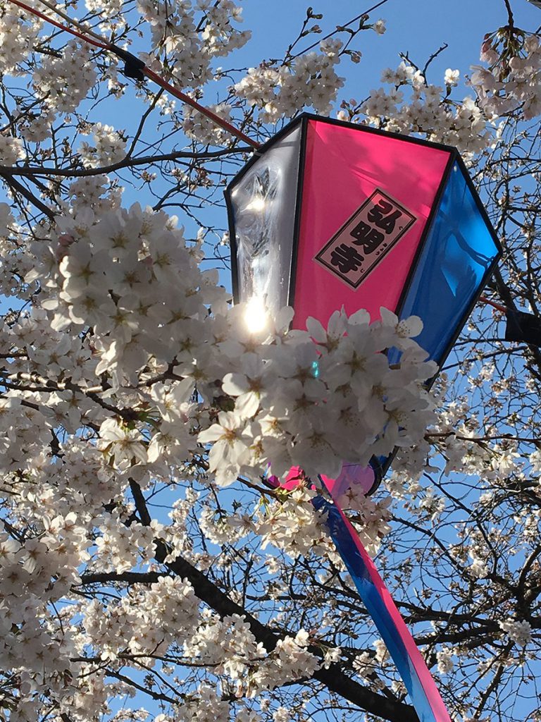 弘明寺 大岡川の桜