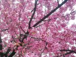 横浜公園の満開の横浜緋桜