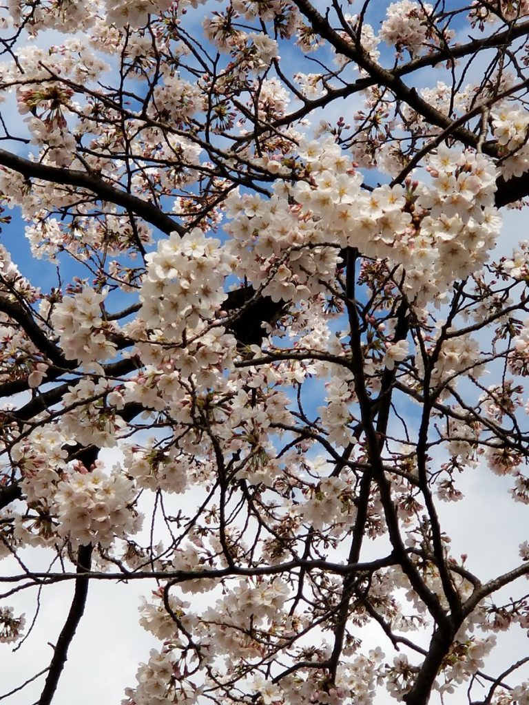 平塚駅西口 駅前　駐輪場脇の公園の桜