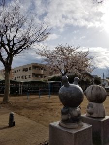 平塚駅西口 駅前　駐輪場脇の公園の桜