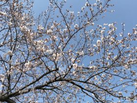 平塚 八重咲町公園の桜