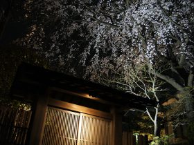 日本料理鶴寿に咲く桜