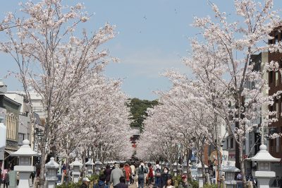 鎌倉 若宮大路 二の鳥居から鶴岡八幡宮までの段葛。満開でした。