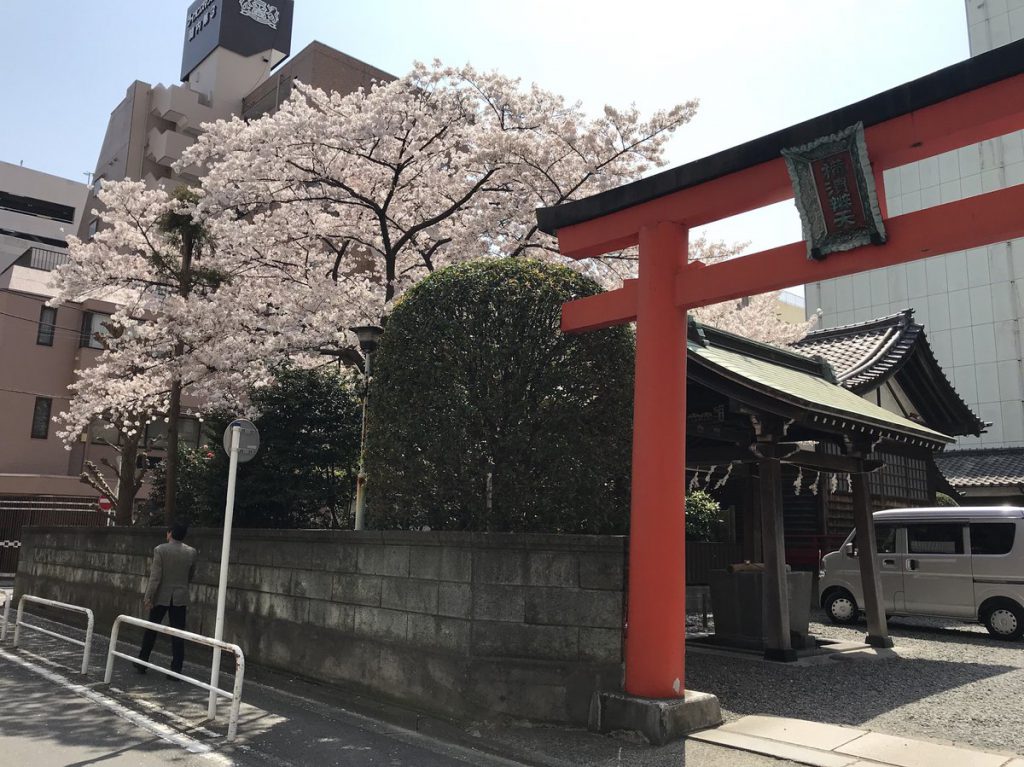 関内 厳島神社の桜