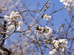 神奈川区桐畑公園の桜