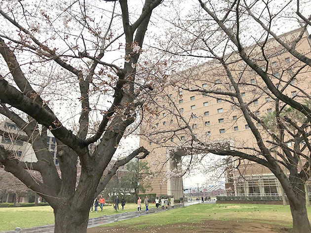 汽車道 ナビオス横浜の桜