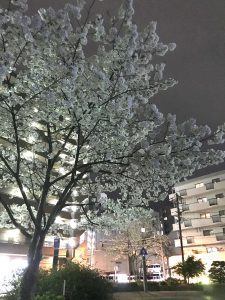 蒔田公園 夜桜