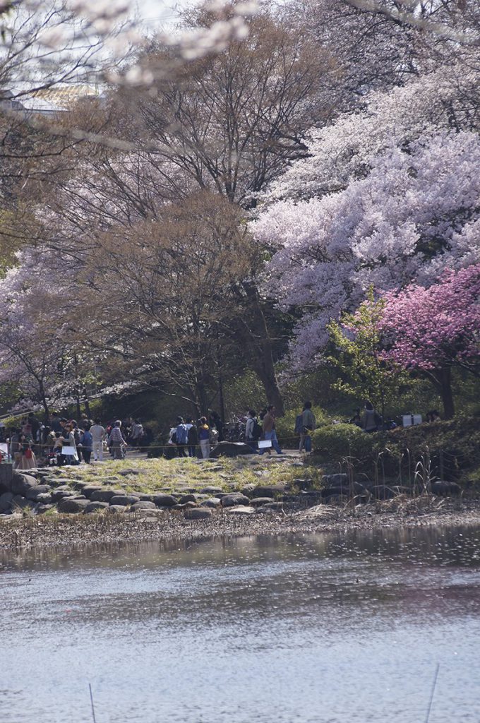 神奈川県立 三ツ池公園の桜