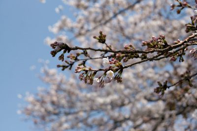 神奈川県立 三ツ池公園の桜
