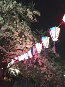 弘明寺 大岡川プロムナードの夜桜