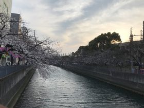 大岡川桜並木の夕景