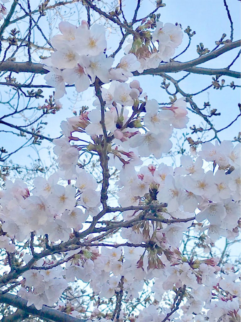 南区大岡川の桜