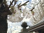 龍口寺門前の桜
