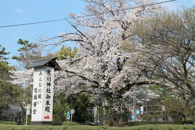 寒川神社の桜