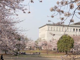 さむかわ中央公園の桜