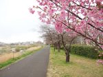 新横浜駅前公園 満開の横浜緋桜
