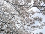 湘南台公園の桜