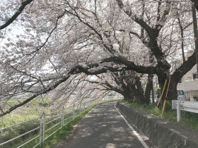 湘南台の境川沿いの桜並木