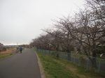 新横浜 港北水再生センター　川岸の歩行者・自転車専用道路沿いの桜並木