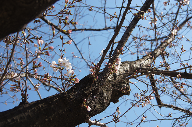 反町公園の開花し始めた桜