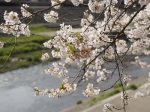 戸塚　柏尾川の満開の桜