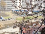 戸塚区柏尾川の桜